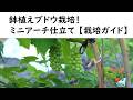 地植えブドウ栽培　アーチ仕立て【仕立て方ガイド】