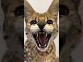 Exotic House Serval Cat
