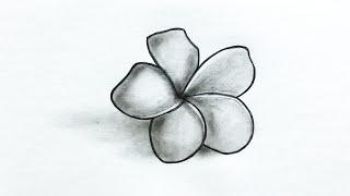 How to Draw Plumeria Flower || Very Easy Drawing Tutorial For Beginners || Pencil Sketch