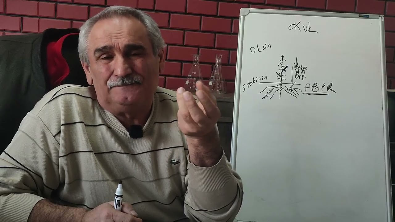 Bitkilerde Kök Gelişimi Nasıl Oluşur ?