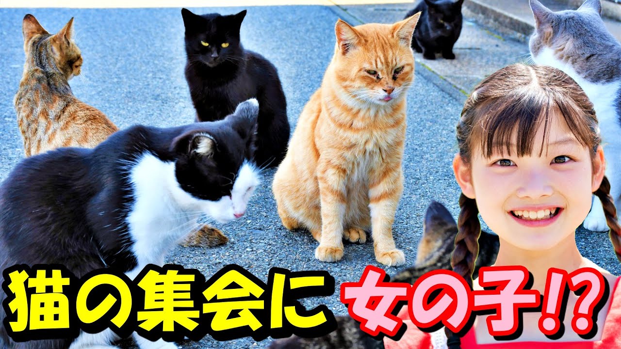 夜中に公園に行ったら猫の集会の真ん中に女の子が 自分も参加していたら ある日事件が 猫の不思議な話 朗読 Youtube