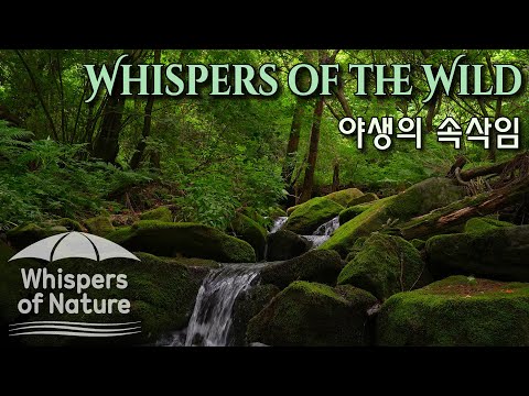 야생의 속삭임 | 이끼 낀 숲 속 계곡의 물소리 | 8시간 ASMR