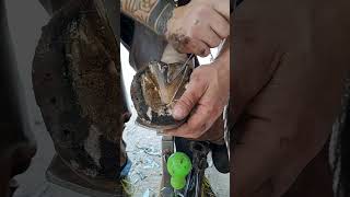 Satisfying Hoof Trimming #shorts #hooftrimming #satisfying #hoofcare #horseshoeing