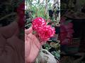 Adenium Ini Rajin Berbunga #adenium #desertrose
