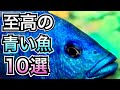 王道から珍しいコまでご紹介 青い淡水魚10選【熱帯魚 水槽】