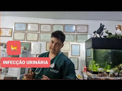 INFECÇÃO URINARIA EM FELINOS