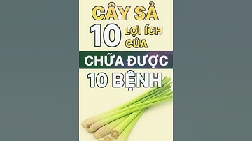 Bất Ngờ Với Công Dụng Của Cây Sả – Vị Thuốc Quý Ngay Trong Gian Bếp!
