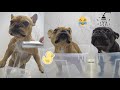 What Bathing My Frenchies Looks Like