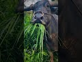 家裡珍貴的植物....