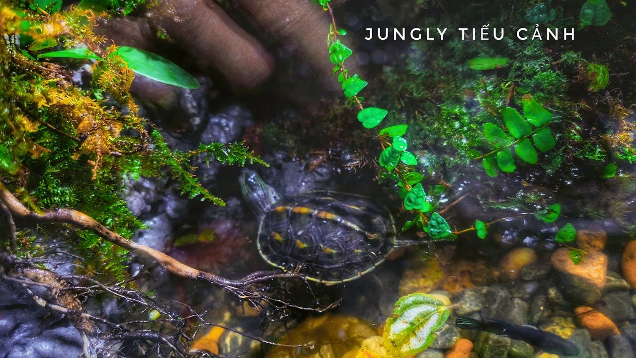 Hồ nuôi cá rùa 🐢🐠🐌🦗 - YouTube