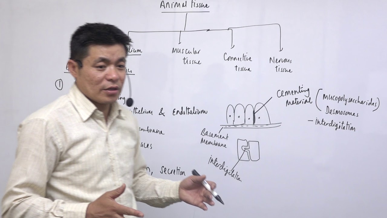 Class 12 Zoology Animal Tissues Part 1