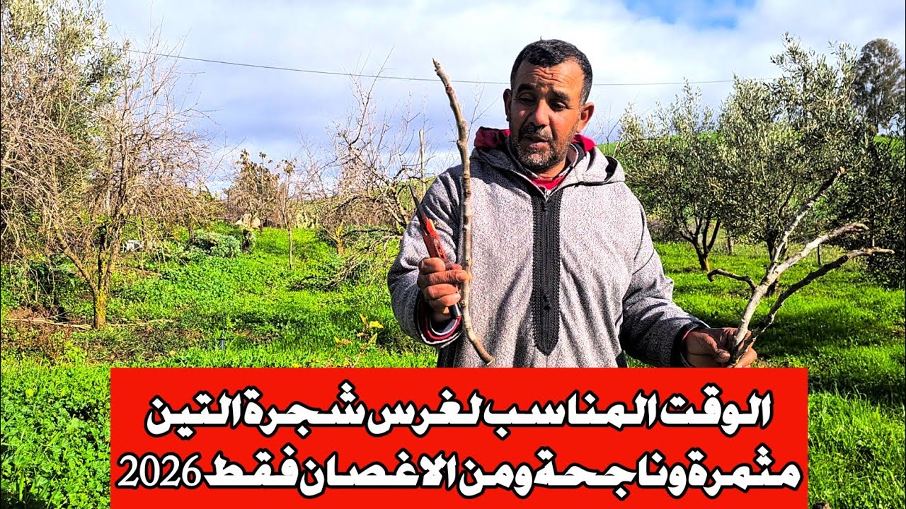 الوقت المناسب لغرس شجرة التين مثمرة وناجحة ومن الاغصان فقط  2026