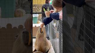 Капибары в Далате