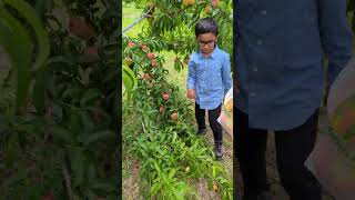 peach 🍑 picking || Aplin Farms|| Dothan #may2024 #dothanalabama