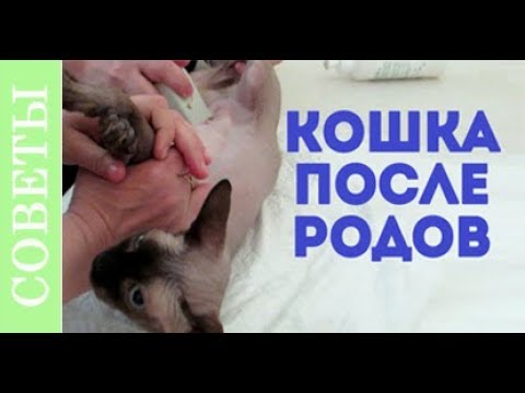 Что случилось с кошкой после родов? Советы ветеринара.