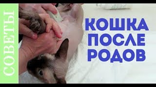 видео Уход за кошкой после родов