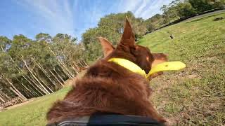 Joey Chases the Bike with Camera Attached