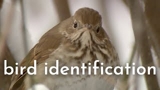 Identifying 20 Birds in Under a Minute | Bird Identification