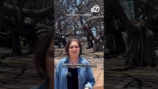 Senator visits historic Banyan tree in Lahaina