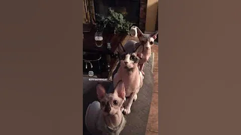 Watch the video about How do you heard cats? Get them to line up!