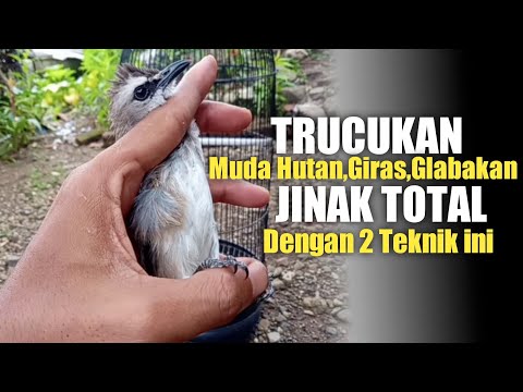 Cara Ampuh Menjinakan TRUCUKAN Muda hutan,Giras,Glabakan