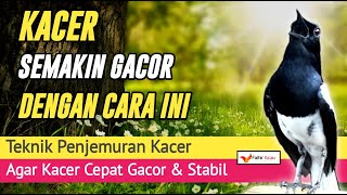 Cukup 2 Teknik Jemur KACER Akan GACOR
