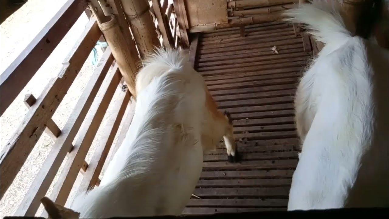 CARA MUDAH MEMPERCEPAT BIRAHI PADA KAMBING DARA - YouTube