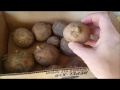 Preparing Seed Potatoes for Planting: Plant Whole or Split?