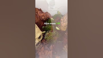 New semi-bioactive enclosure for my ball python 🐍 🔥🍀#shorts