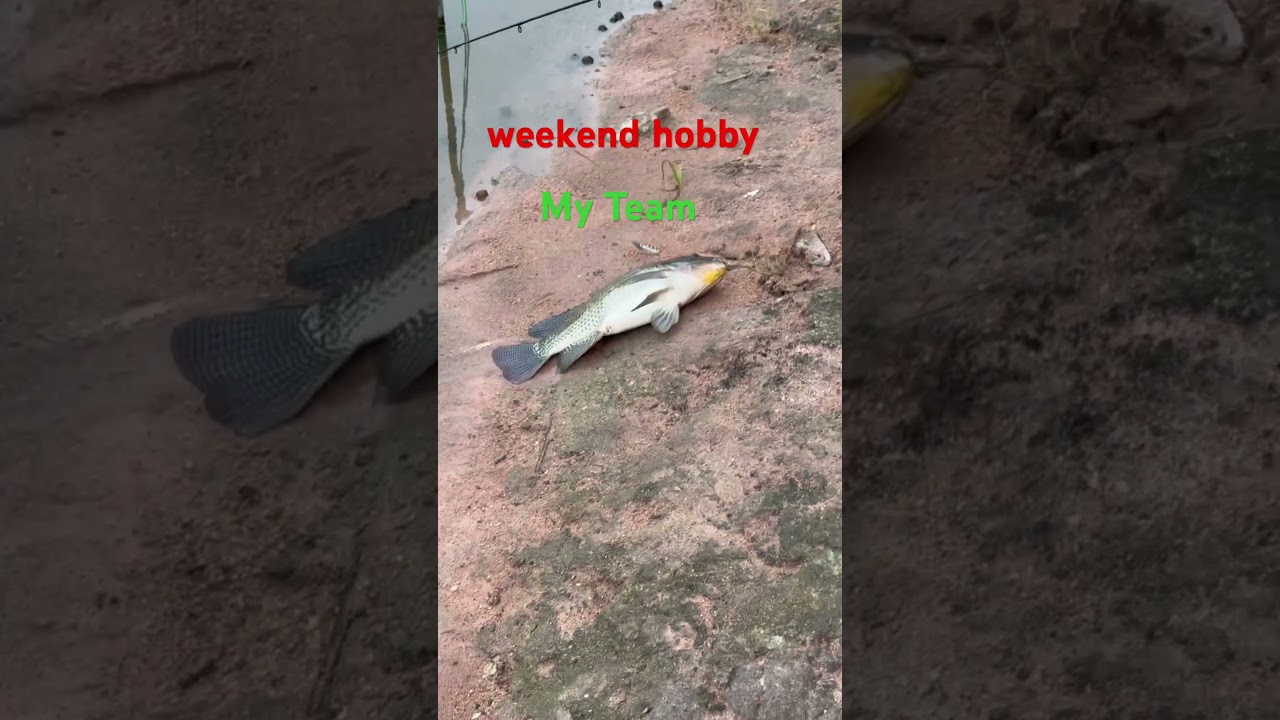 2025-10-19 weekend hobby my team