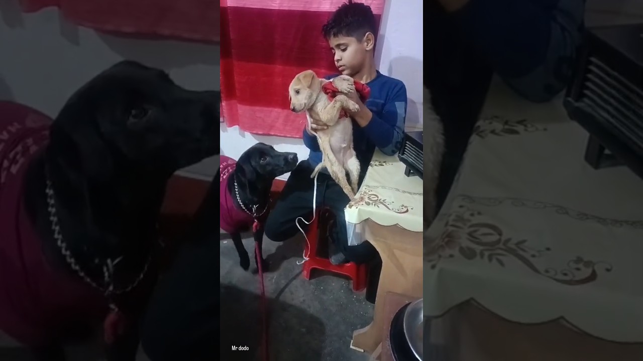 New Friend🐶 ❤🧿#friends #newfriends #newborn #puppy #dog #newmember #love #family #cute #dogshorts #❤