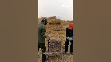 Using a manual method to separate the grains from the straw