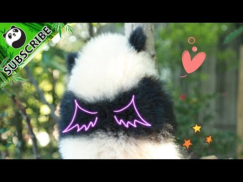 《熊貓主題趴》熊貓不僅會賣萌，還能教你防脫絕招！Follow ME! | iPanda
