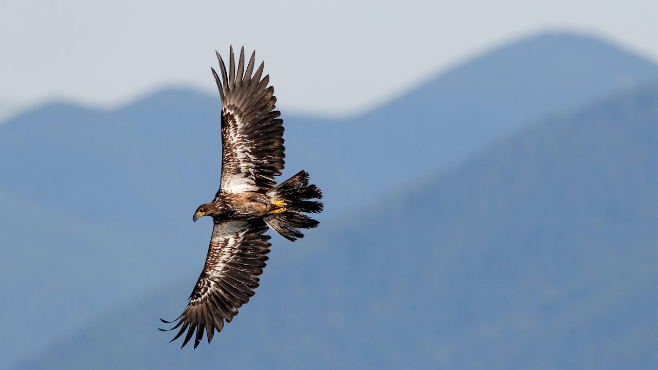 Spirit Animal Guided Meditation ~ Journey 2: Great Eagle
