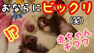 Jpirasutokbfbcl 犬 おなら びっくり マイク 6675 犬 おなら びっくり マイク