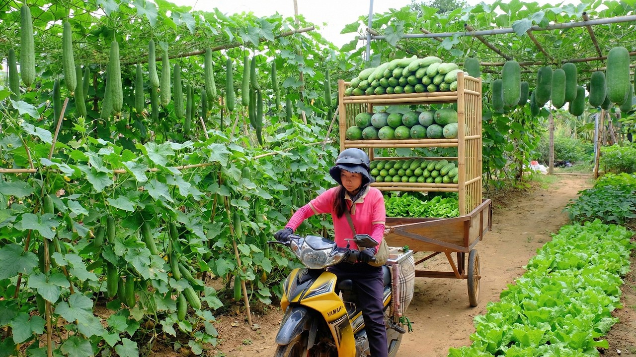 Harvest A Cart Of  Winter Melon, Luffa, Cucumber, Lettuce To Sell At The Market – Start Seedlings