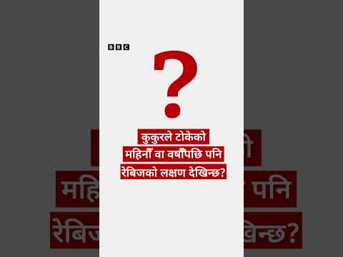 Rabies in Nepal: नेपालका अस्पतालमा किन बढे कुकुरले टोकेका मान्छे? - BBC Nepali Sewa