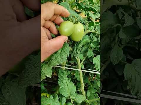 Vídeo: Controle do cancro bacteriano do tomate: como controlar o cancro bacteriano do tomate