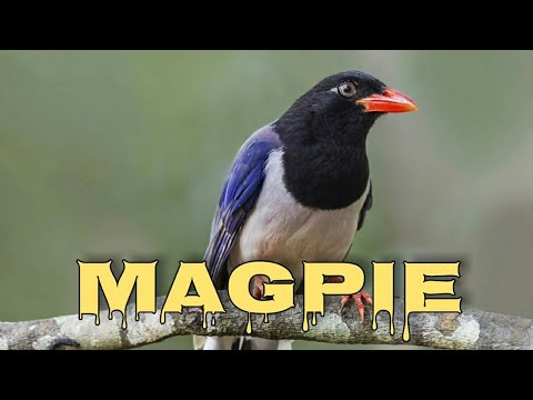 Red-billed blue magpie