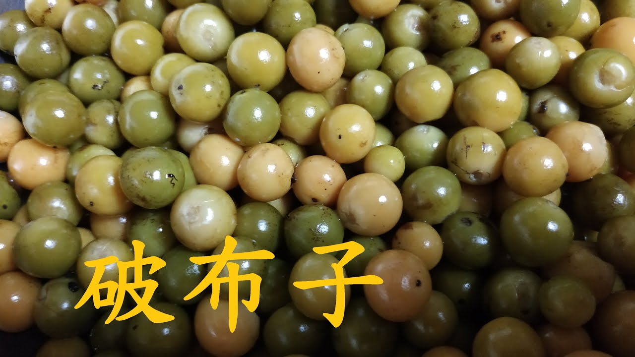 破布子 鄉村田園rural Idyll 生活life 飲食 Youtube