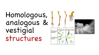 Homologous, analogous & vestigial structures [ Evolution ] | Biology | PhD in Science