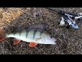 Мормышинг!  Как ловить окуня когда он игнорирует джиг?  | Рыбалка с Fishingsib