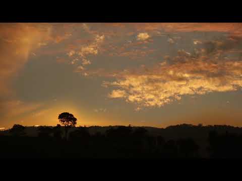 Jungle Sky Sunset Night Ambient Nature HD Scene Video Background