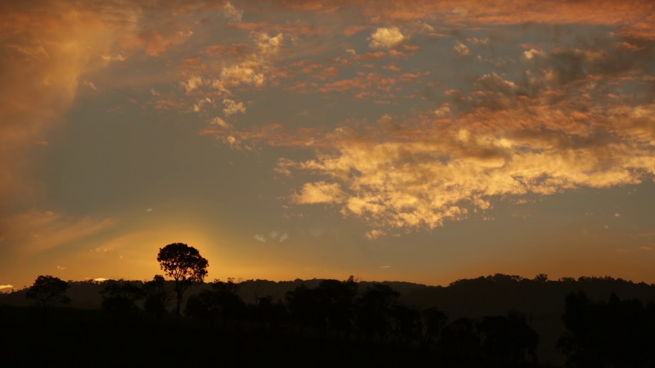 Jungle Sky Sunset Night Ambient Nature HD Scene Video Background