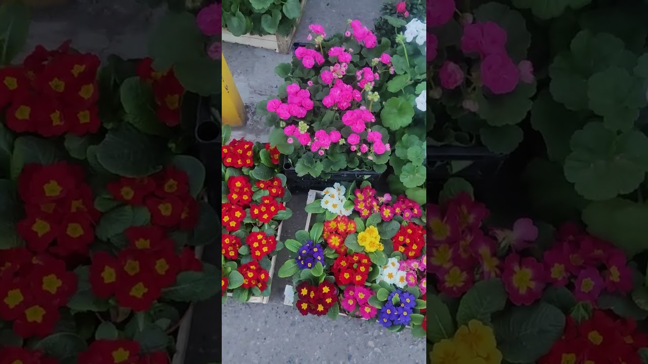 Чорсу оптовый гул бозори.