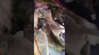 Bbs Nolynn 08 12 2018 Staffie Staffordshire Bull Terrier