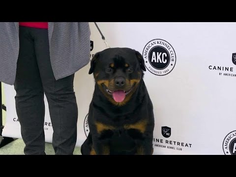 Wideo: American Kennel Club Wprowadza Nową Rasę Psów: Azawakh