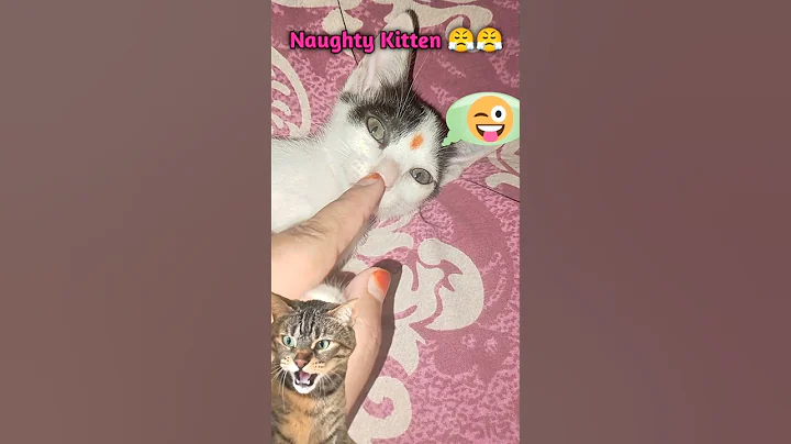 Video 9396391: shorthair cute cat kitten, colorpoint shorthair cat, cat baby newborn kitten, cat cute tom