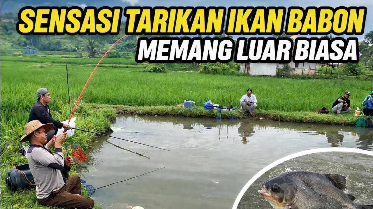Ini Yang Bikin Kecanduan Mancing Sensasi Tarikan Ikan Bawal Babon Memang Luar Biasa 