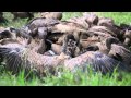 Impala Feast! Jackal vs Vulture vs Vulture King (white headed vulture) in Kruger National Park